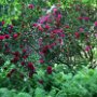 Rhododendron Impressionen am roten Bach